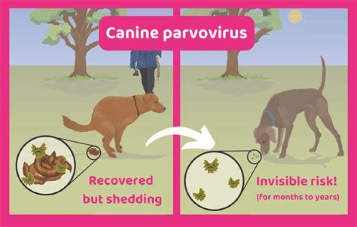 What age do dogs usually get parvo?