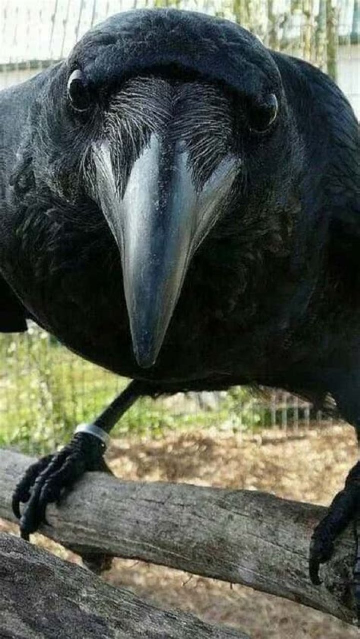 What animal sounds like a woman screaming at night?