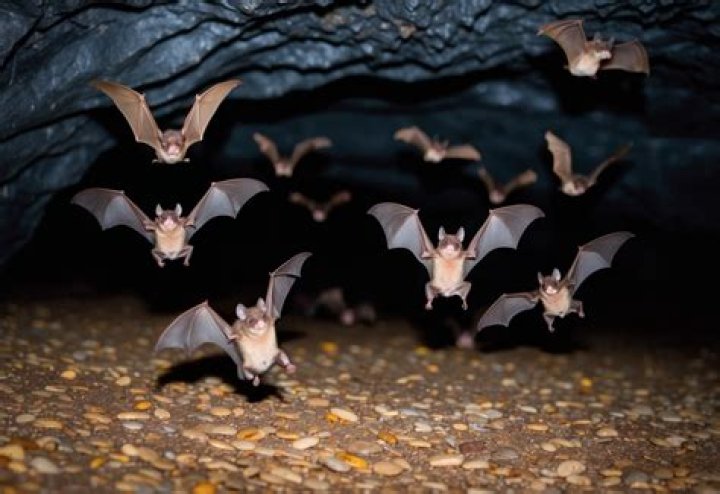 What are bats scared of?