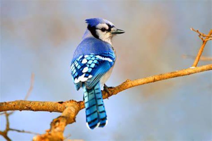 What are Blue Jays worth?