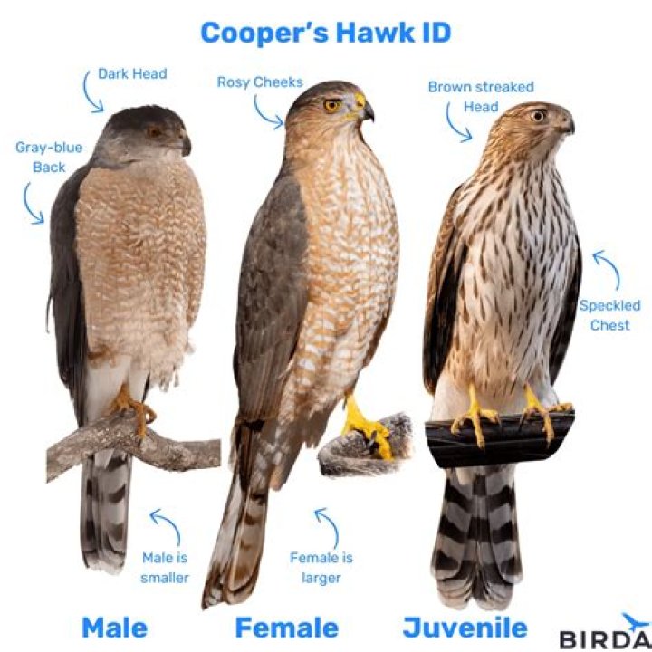 What are hawks claws called?