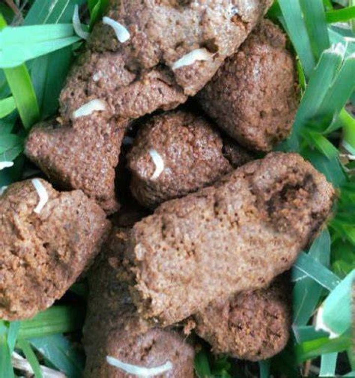 What are white worms in dog poop?