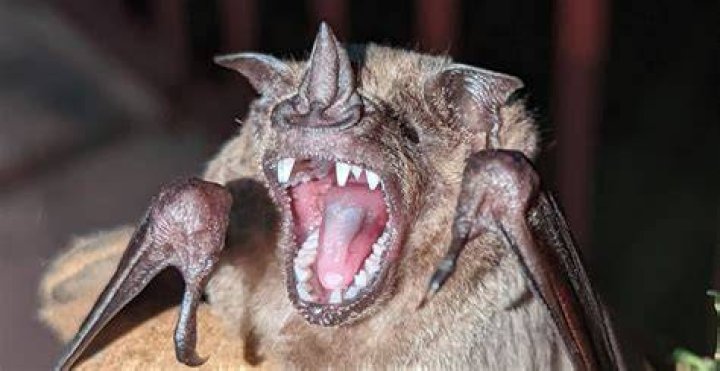 What bats do Vanderbilt use?