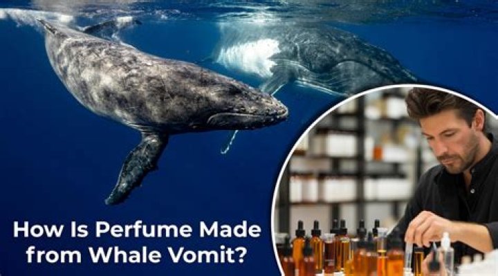What brands use whale vomit?