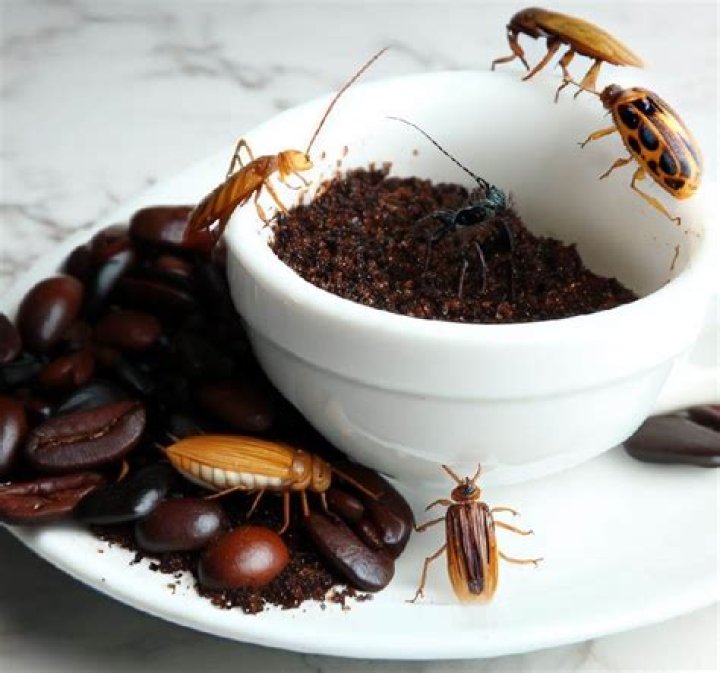 What bugs do coffee grounds attract?