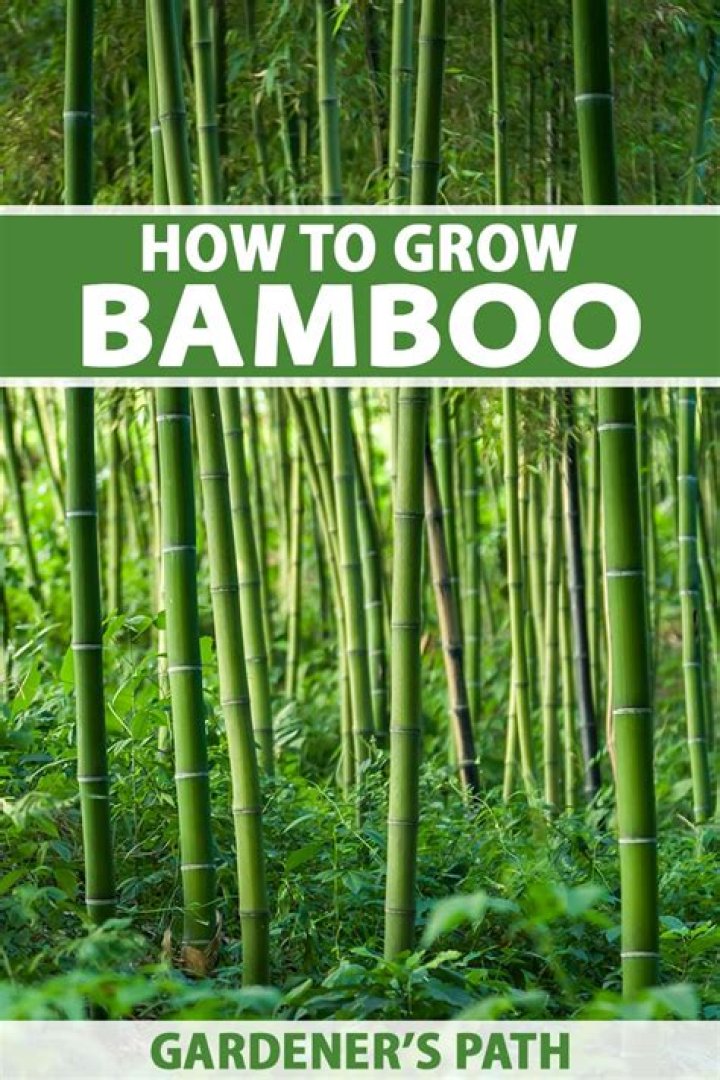 What causes bamboo to spread?