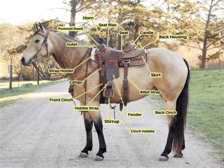 What causes bridging in a saddle?