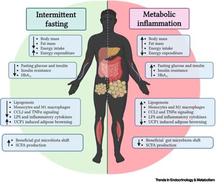 What causes slow metabolism rate?