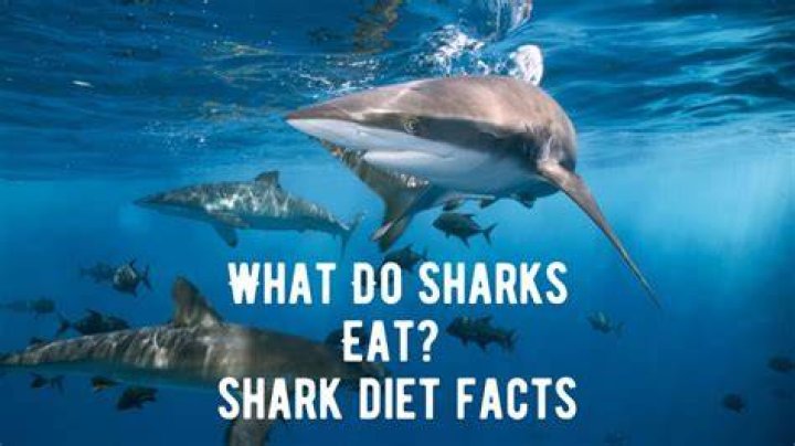 What colour deters sharks?