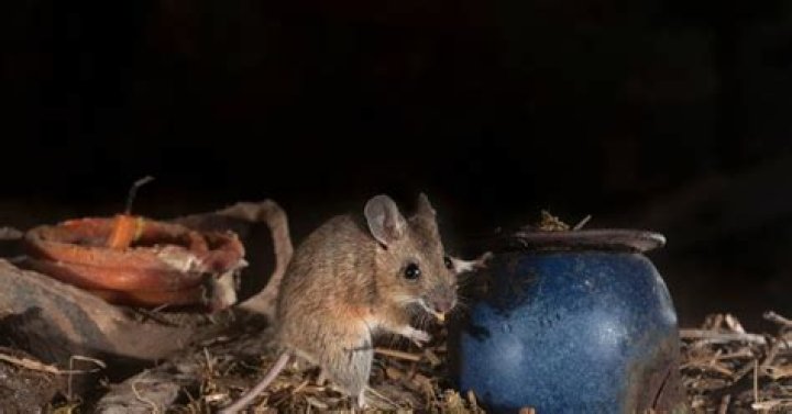What do mice sound like at night?