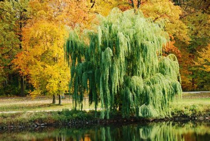 What does a weeping willow tree symbolize?