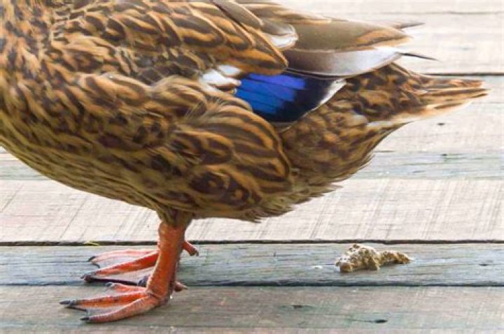 What does duck board mean?