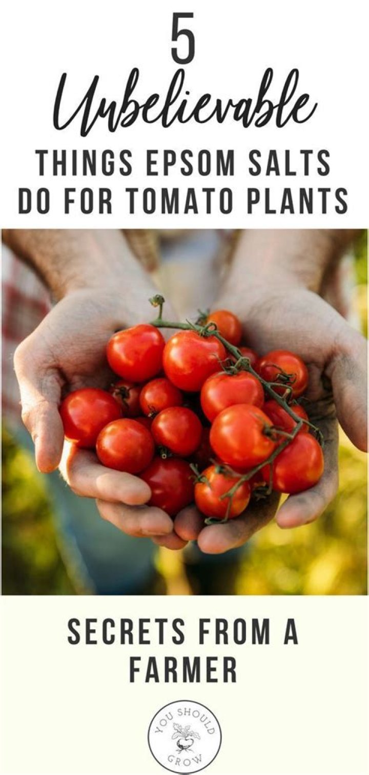 What does Epsom salt do for tomatoes?