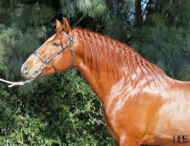 What does hogged mean in horses?