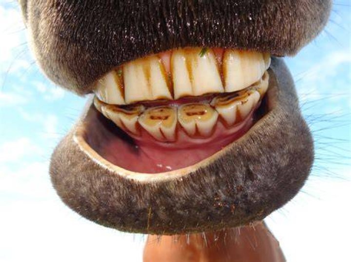 What does it mean when a horse shows its teeth at you?