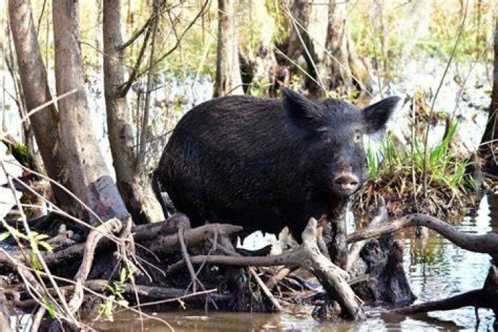 What does wild boar bacon taste like?