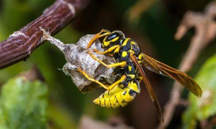 What flowers are wasps most attracted to?
