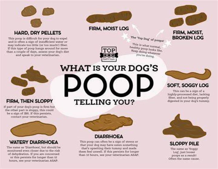 What if I don't want my puppy anymore?
