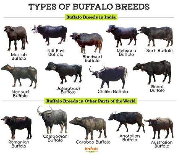 What is a male buffalo called?
