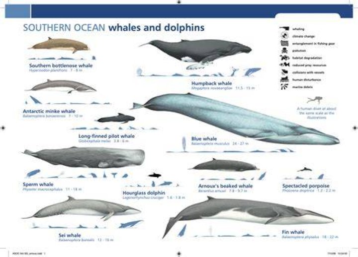 What is a Vegas whale?