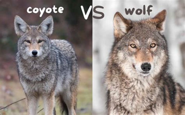 What is coyote vision?