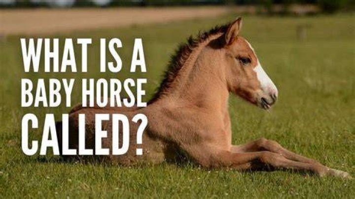 What is it called when a horse blows through its lips?
