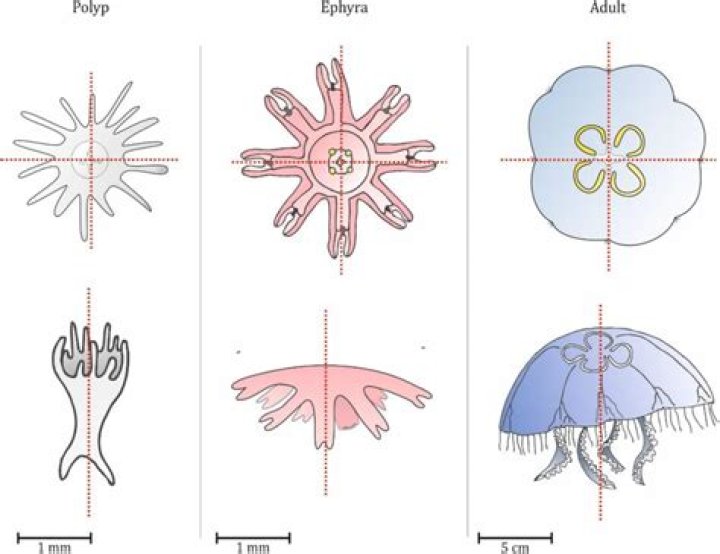 What is jellyfish symmetry?