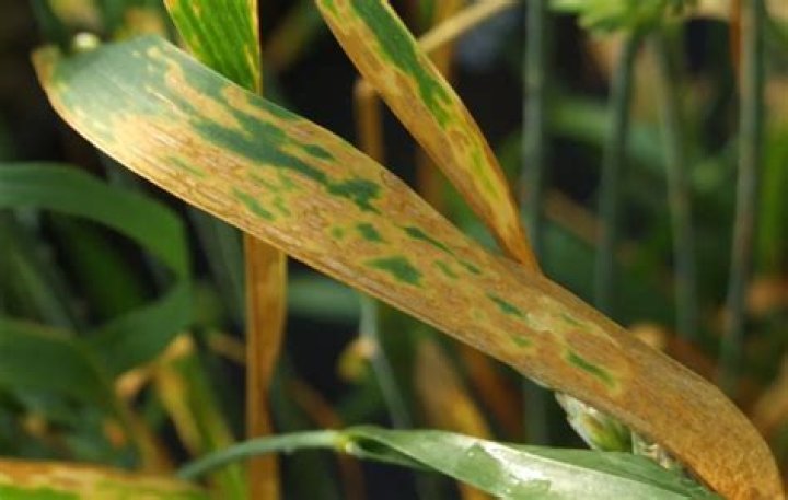 What is leaf blotch disease?