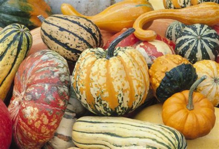 What is squash sport called in America?