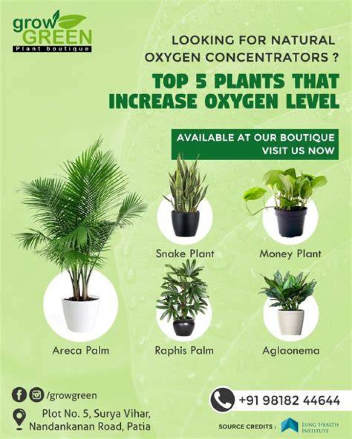 What is the best houseplant for oxygen?