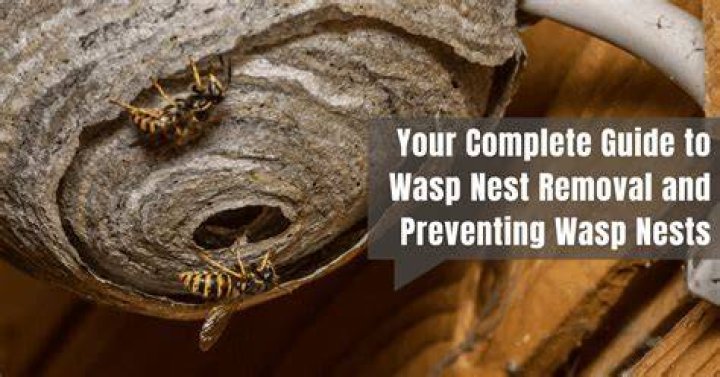 What is the best time of year to remove a wasp nest?