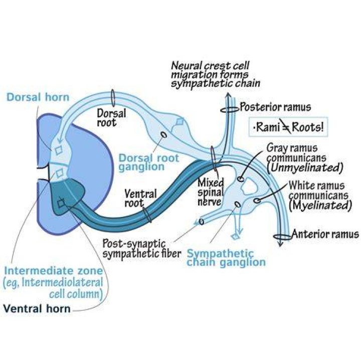What is the difference between dorsal root and dorsal rami?