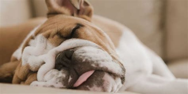 What is the laziest dog breed?