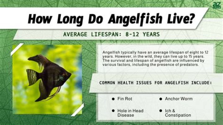 What is the lifespan of a angelfish?