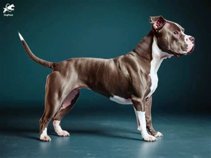 What is the price of American Pitbull in India?
