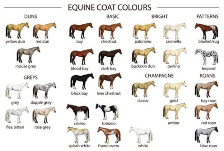 What is the rarest coat color a horse can have?