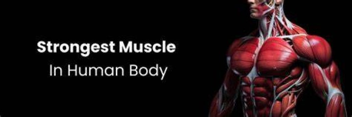 What is the second strongest muscle in your body?