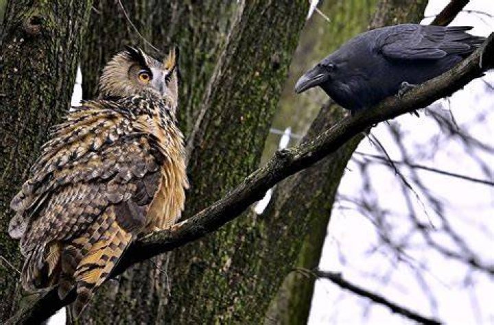 What kind of animal is blind?