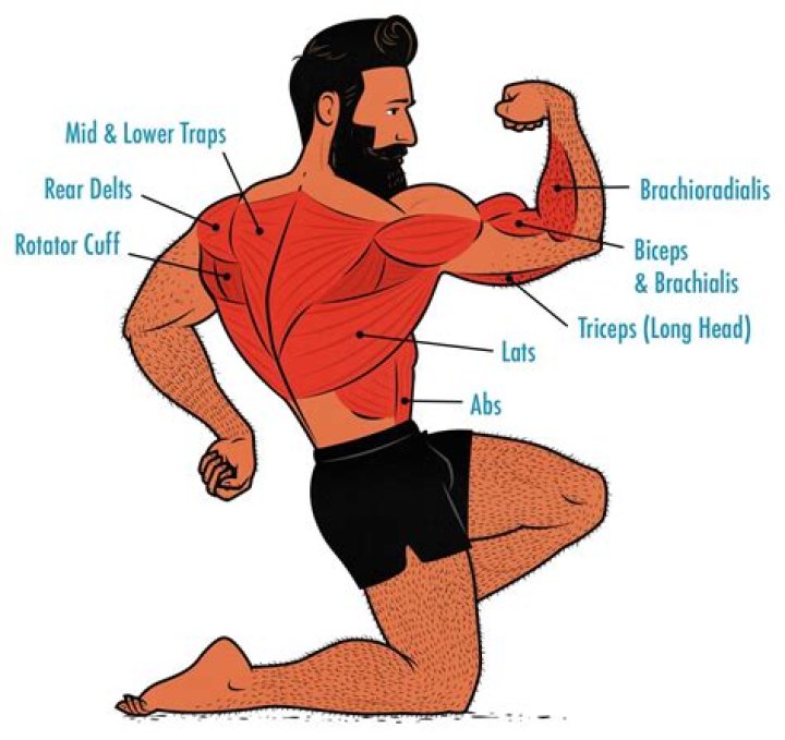 What muscles do gymnasts use?