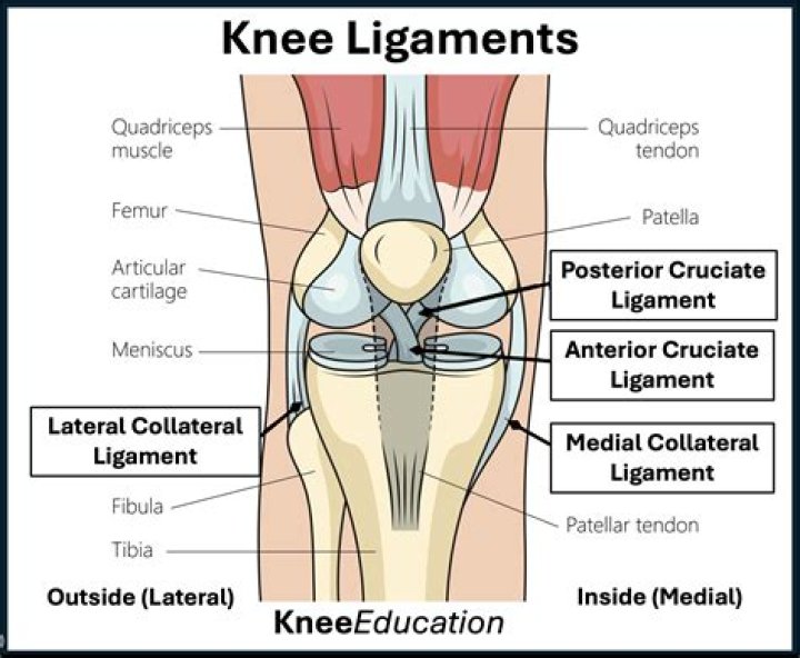What muscles support the knee joint?