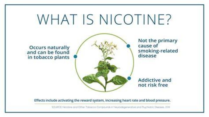What nicotine does to your lungs?