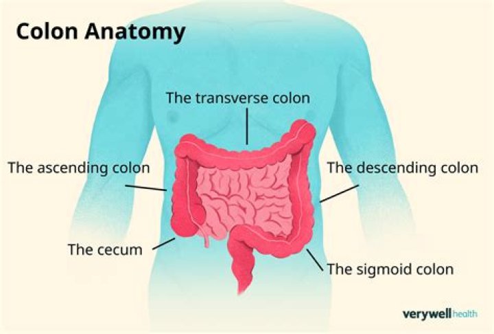 What side is the colon on?