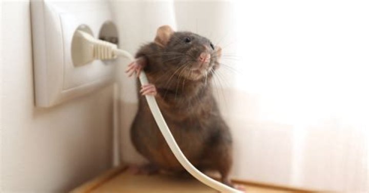 What smell deters rats the most?
