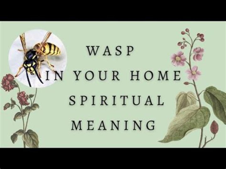 What time do wasps go to sleep?