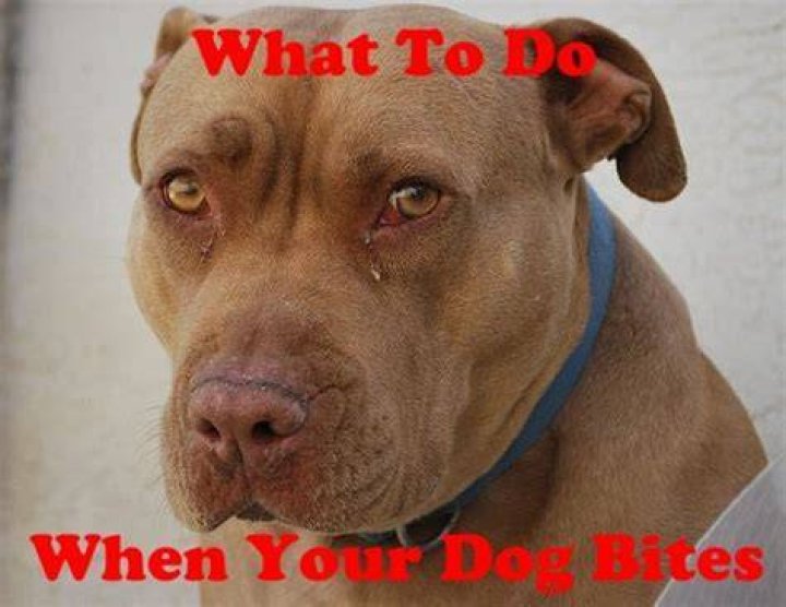 What to do if a dog bites you and draws blood?