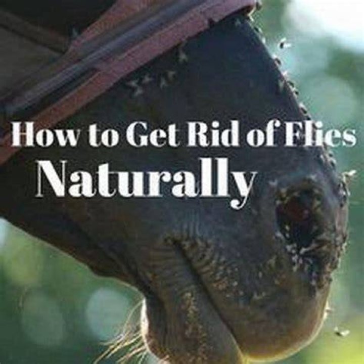 What to feed horses to keep flies away?
