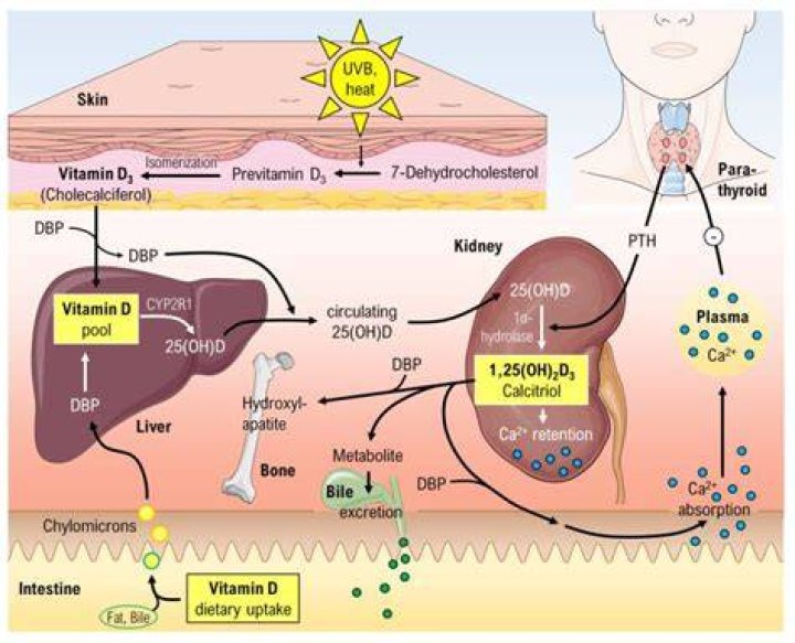 What Vitamin slows metabolism?