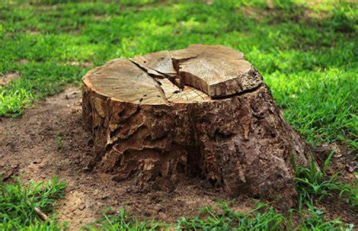 What will make a stump rot?