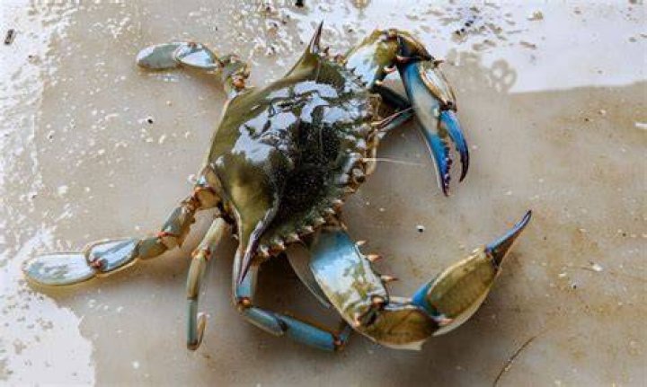 Where are blue crabs from?