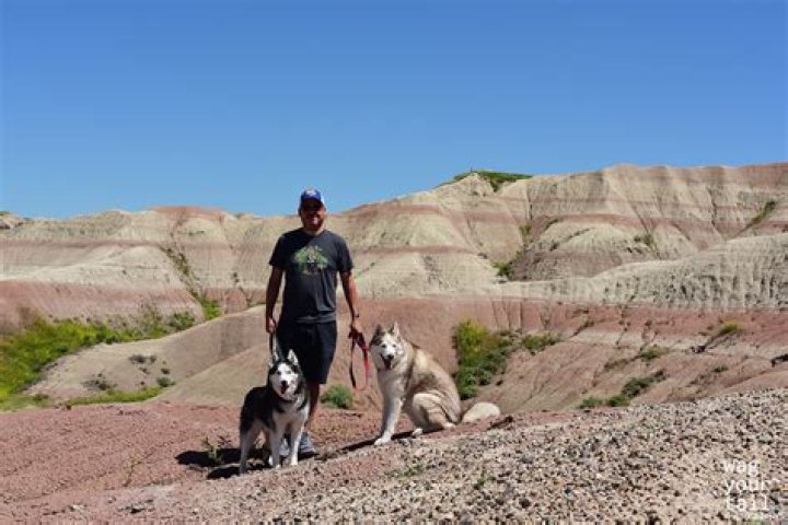 Where are dogs allowed in Badlands?